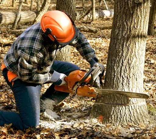 Tree Removal in Ten Mile, TN